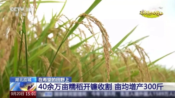 央视聚焦！乐鱼体育这台“收稻神器”刷屏湖北田野